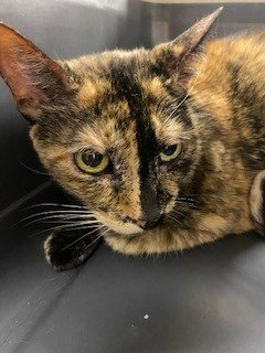 SOLAIRY, an adoptable Domestic Short Hair in St. Cloud, FL
