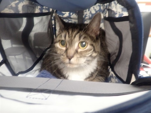 BOO BOO, an adoptable Domestic Short Hair in St. Cloud, FL