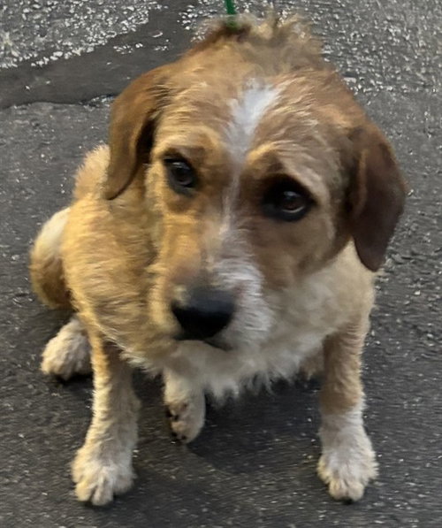 BARBIE, an adoptable Terrier in St. Cloud, FL