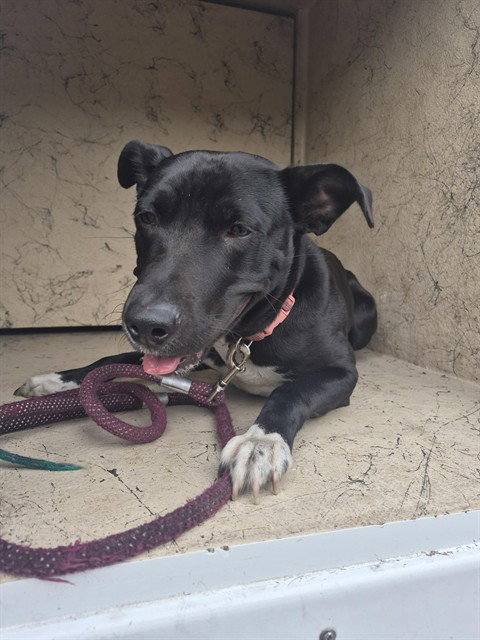 CHEVY, an adoptable Labrador Retriever in St. Cloud, FL