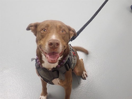 HUNTER, an adoptable Australian Shepherd in St. Cloud, FL