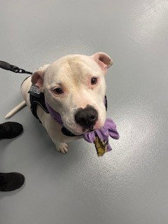 MARSHALL, an adoptable Pit Bull Terrier in St. Cloud, FL