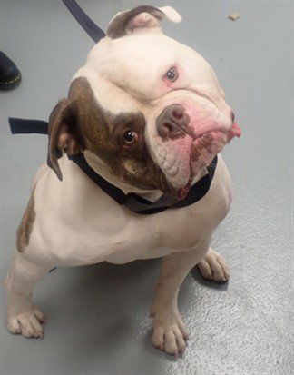 BOOM, an adoptable American Bulldog in St. Cloud, FL