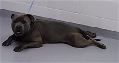 EGGSHELL, an adoptable Staffordshire Bull Terrier in St. Cloud, FL