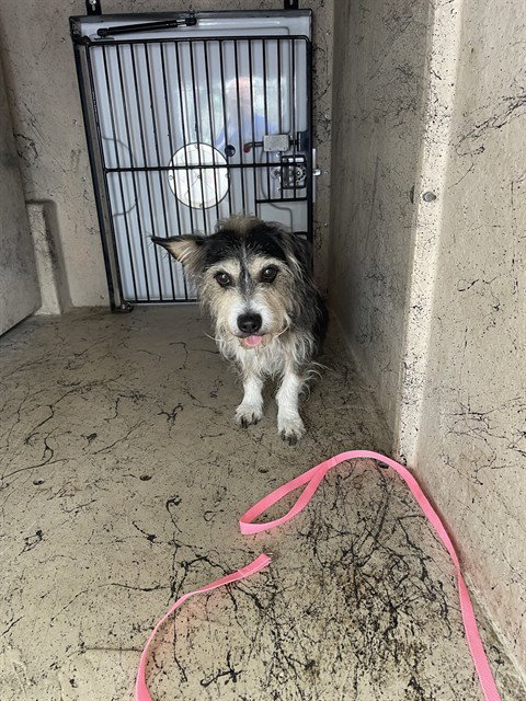 SCRAPPY, an adoptable Terrier in St. Cloud, FL