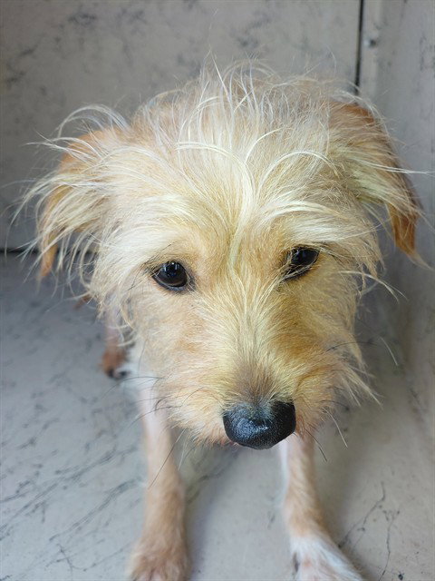 HOPPER, an adoptable Yorkshire Terrier Yorkie in St. Cloud, FL