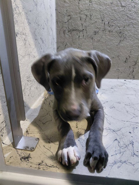 LUCY, an adoptable Staffordshire Bull Terrier in St. Cloud, FL