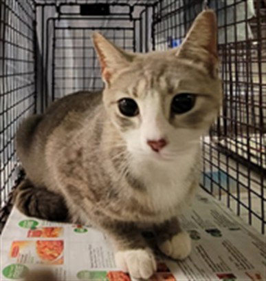 SAVANAH, Adult Domestic Short Hair (medium coat), cat for adoption in St. Cloud, Florida