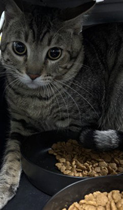 BEASTBOY, Adult Domestic Short Hair (medium coat), cat for adoption in St. Cloud, Florida