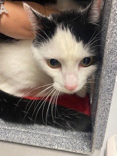 WEDNESDAY, Young Domestic Short Hair (medium coat), cat for adoption in St. Cloud, Florida