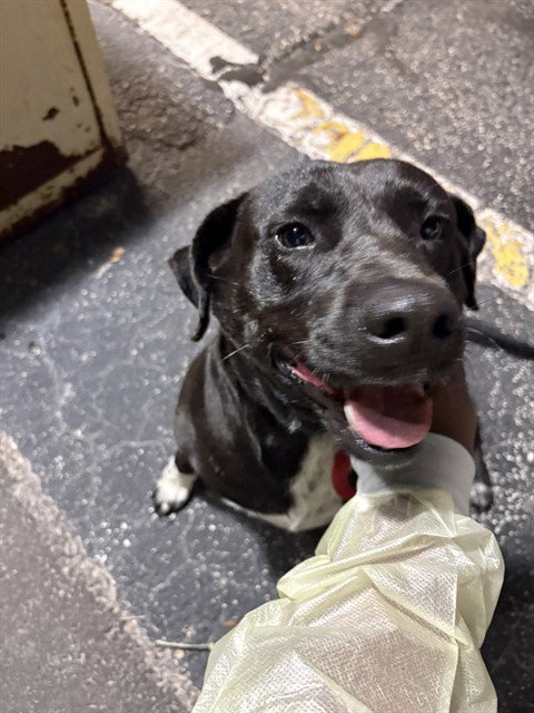 BERRY, an adoptable Pit Bull Terrier in St. Cloud, FL