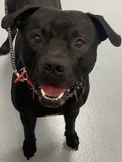 Shadow - Pit Bull Terrier