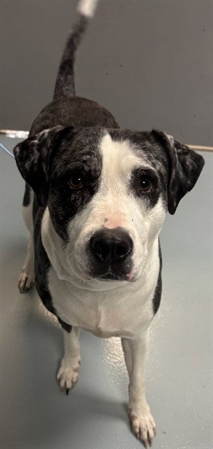 LUCKY, an adoptable Pit Bull Terrier in St. Cloud, FL
