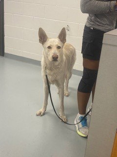 MORO, an adoptable German Shepherd Dog in St. Cloud, FL