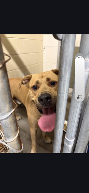 BUBBA, an adoptable Pit Bull Terrier in St. Cloud, FL