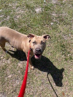 TIA, an adoptable Pit Bull Terrier in St. Cloud, FL