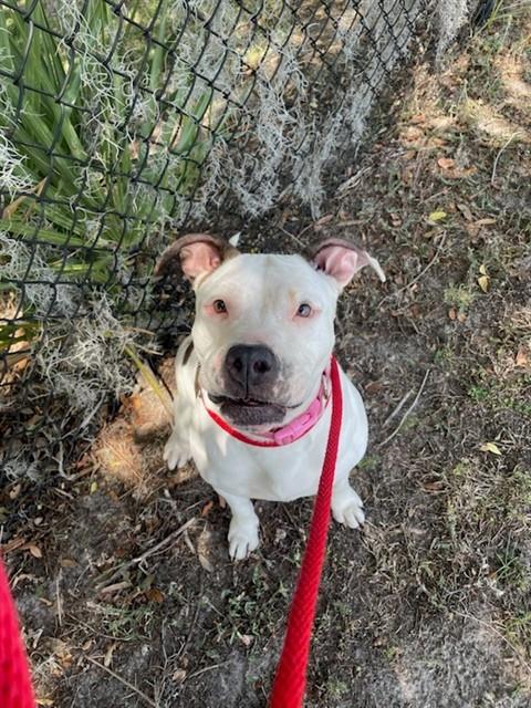 TAMARA, an adoptable Pit Bull Terrier in St. Cloud, FL