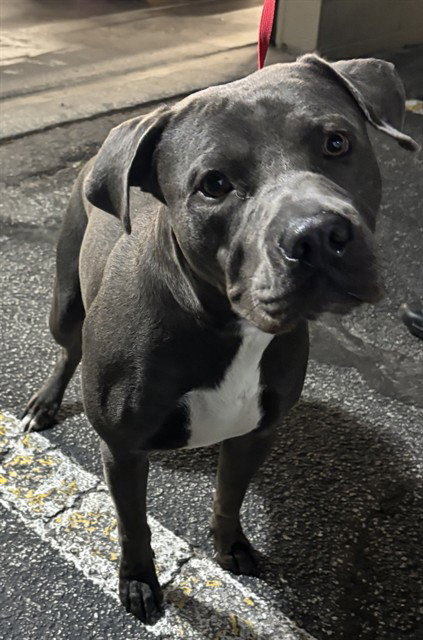 KEN, an adoptable Pit Bull Terrier in St. Cloud, FL