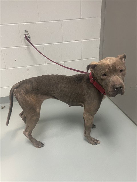 BRITNEY SPEARS, an adoptable Pit Bull Terrier in St. Cloud, FL