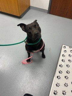 MIDNIGHT, an adoptable Pit Bull Terrier in St. Cloud, FL