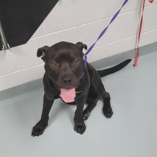KENNY, an adoptable Pit Bull Terrier in St. Cloud, FL