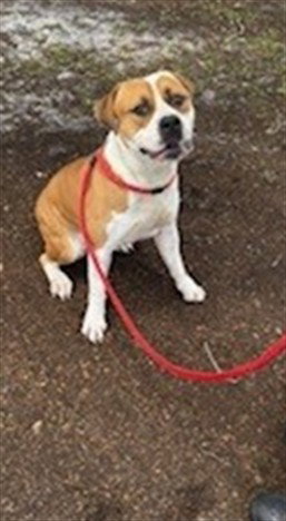 HORIZON, an adoptable Pit Bull Terrier in St. Cloud, FL