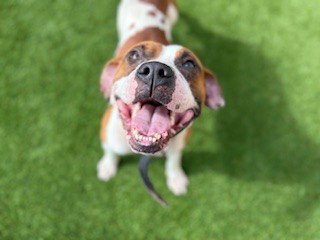 PISTACHIO, an adoptable Pit Bull Terrier in St. Cloud, FL
