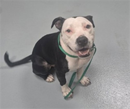 DUKE, an adoptable Pit Bull Terrier in St. Cloud, FL