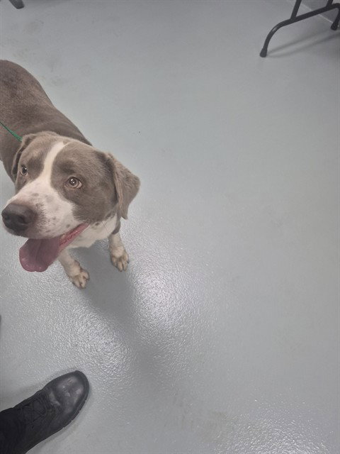 MILLER, an adoptable Labrador Retriever in St. Cloud, FL