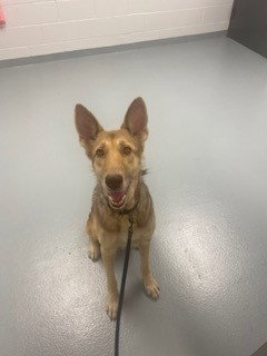 HONEY BUN, an adoptable German Shepherd Dog in St. Cloud, FL