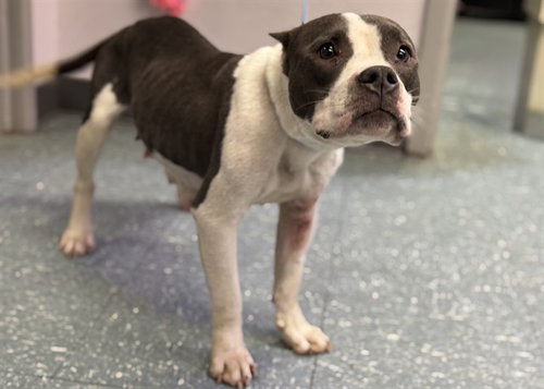 MINNOW, an adoptable Pit Bull Terrier in St. Cloud, FL