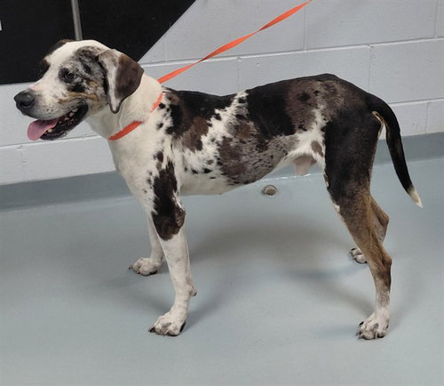 CHARLIE, an adoptable Hound in St. Cloud, FL