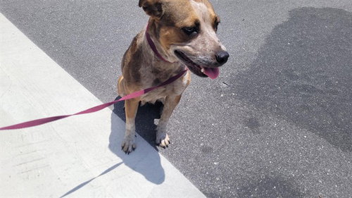 WINNIE, an adoptable Australian Cattle Dog in St. Cloud, FL