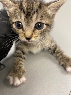 LILLY, an adoptable Domestic Short Hair in St. Cloud, FL