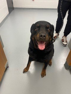 ROSIE, an adoptable Rottweiler in St. Cloud, FL