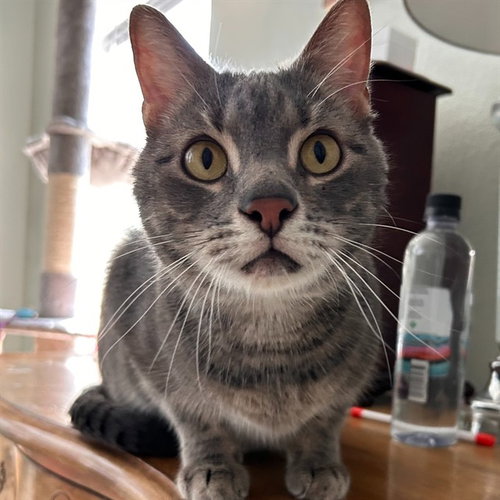 CALI, an adoptable Domestic Short Hair in St. Cloud, FL