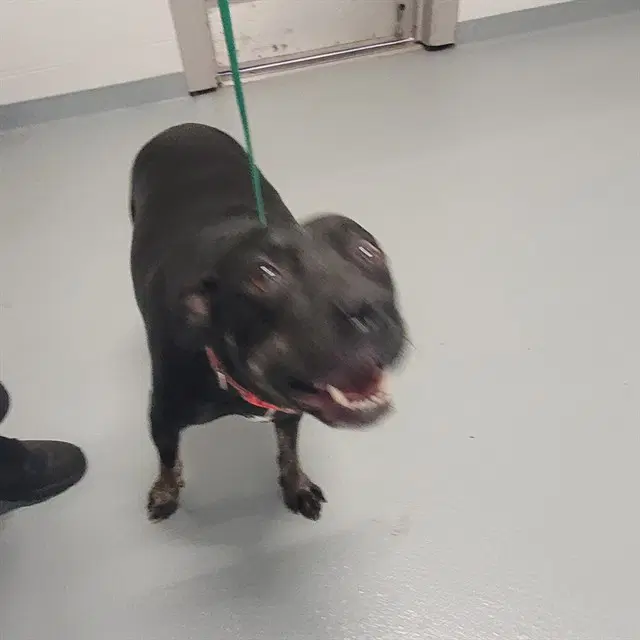 Goosey - Labrador Retriever