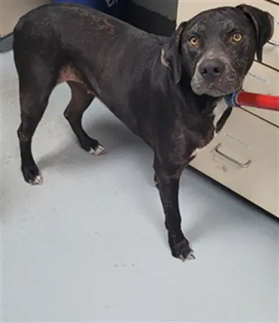 Zenna - Pit Bull Terrier