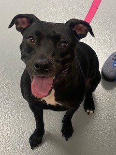 JET