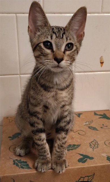 ODIN