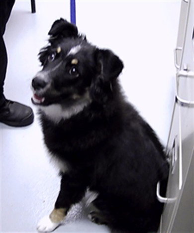 LASSIE