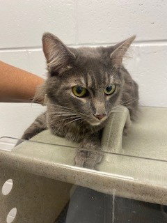 HIJA, an adoptable Domestic Short Hair in St. Cloud, FL