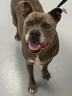 Chabo - Pit Bull Terrier
