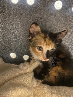LIT, an adoptable Domestic Short Hair in St. Cloud, FL