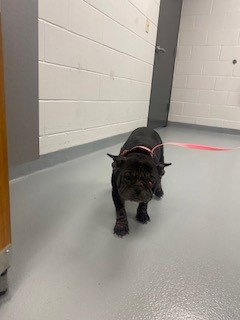 CHA CHA, an adoptable French Bulldog in St. Cloud, FL