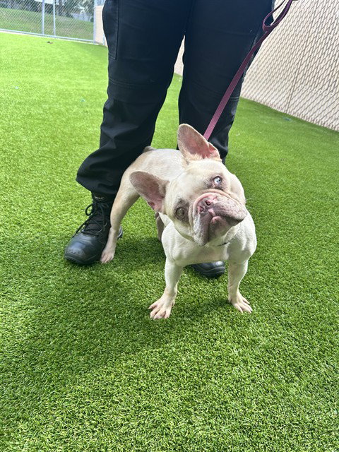 ARTIFACT, an adoptable French Bulldog in St. Cloud, FL
