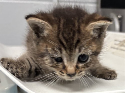 MILO, an adoptable Domestic Short Hair in St. Cloud, FL