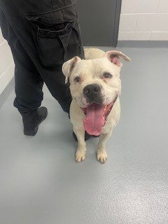 SANDLOT, an adoptable American Bulldog in St. Cloud, FL