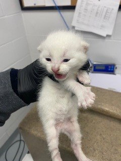 Simba