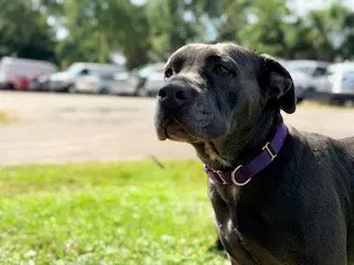 Wren - Pit Bull Terrier
